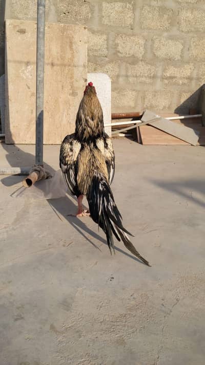 High Quality mianwali