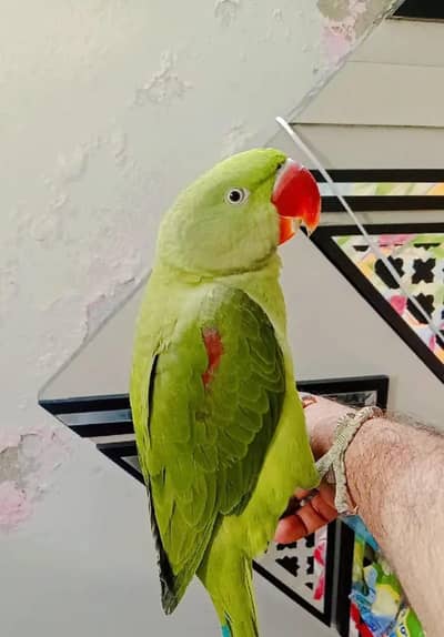 Kashmir raw paroot My WhatsApp number 0301=35=64=795 for sale