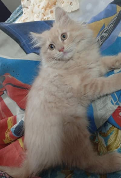 Persian male triple coated