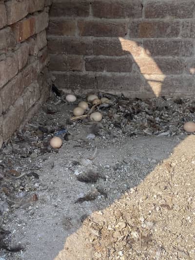 Desi Egg laying hens, Golden misri hens, Desi eggs, Desi murga