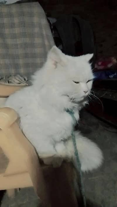 Persian cat