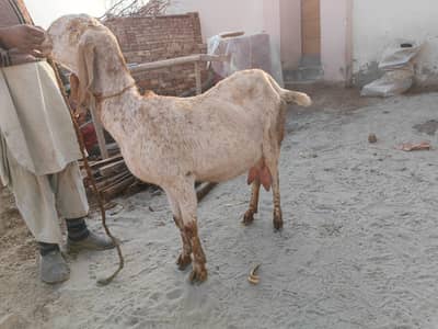 makki cheeni bakei goat pregnant