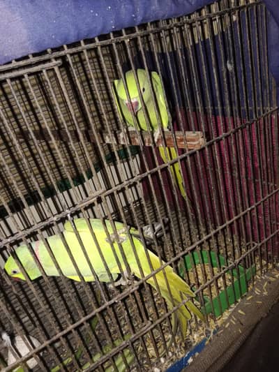 green parrot breading pair whatsapp 03364993866
