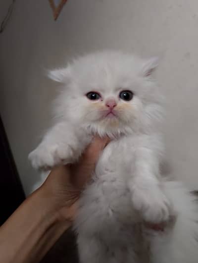 kitten - Punch face - Kittens persian cat - cute tripple - fluffy kity