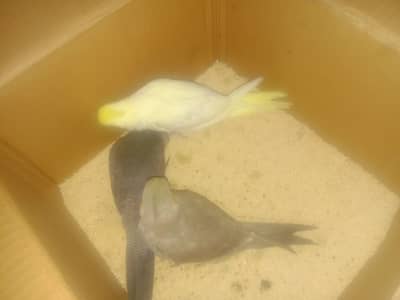 3 cockteil 1 grey1 black 1 white red. eyes