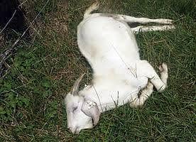 bemaar bakra yah koi janwar