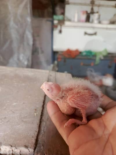 Eno red eyes or cream vpied chicks for hand taming