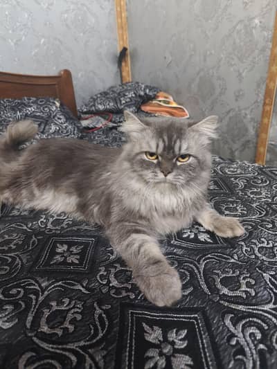 Persian cat male