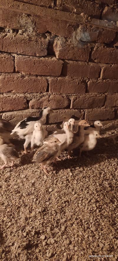 top quality aseel chicks available