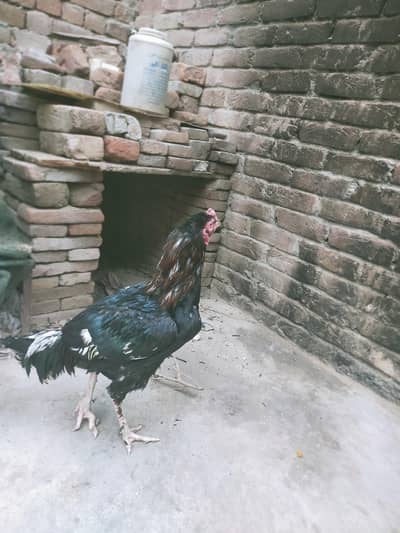 aseel marghi or marghi ka joda hay or ek bachah bhi hay 032396322306