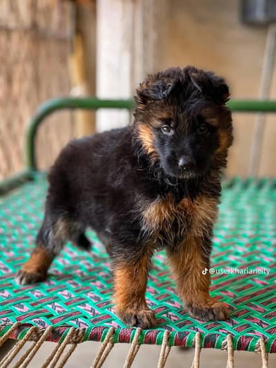 German Shepherd puppy male long coat for sale