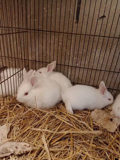 rabbit babies 1500 pair