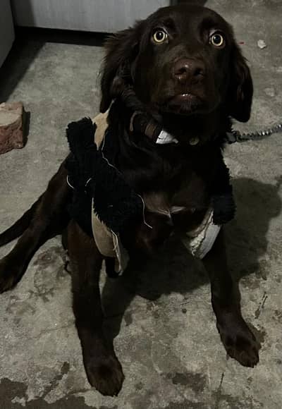 4 months old original pointer female puppy, chocolate brown colour