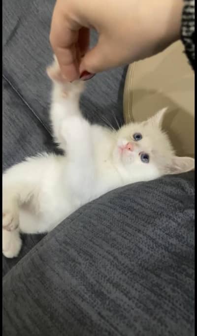 Persian kitten for sale