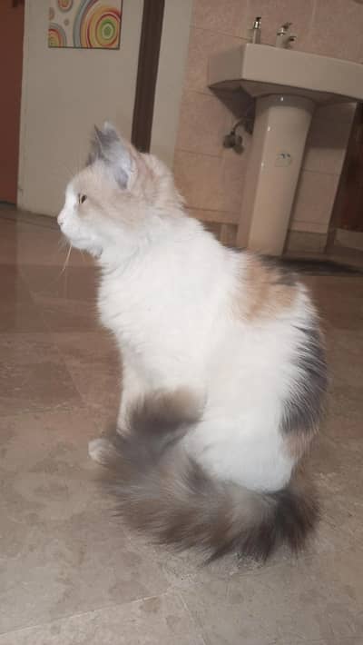 Persian Pregnant Female Cat For Sale