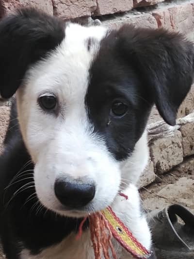 gultair kohati full orignal