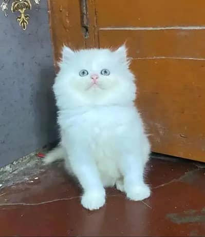 Persian  | Persian Cat | Punch Face Persian 0308=3636=156