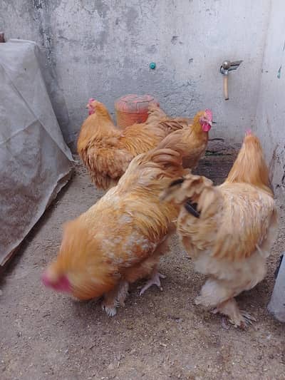 golden buff male breeder