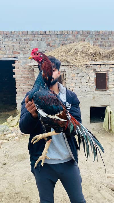 aseel murga high qualty