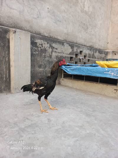 Mianwali cross murga