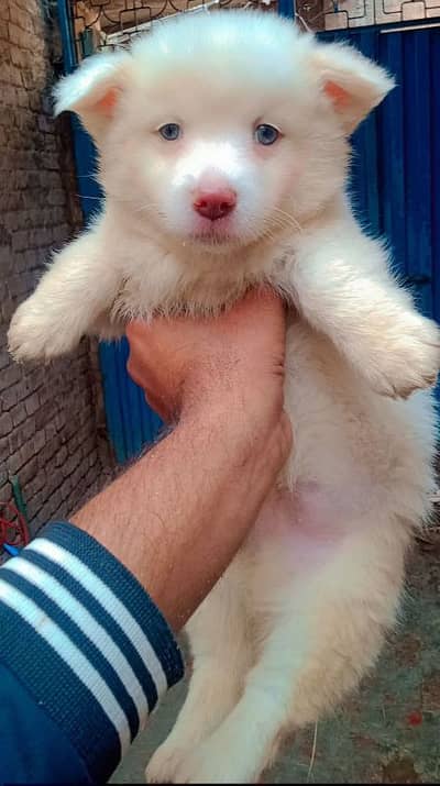 Russian dog 2month age for sale