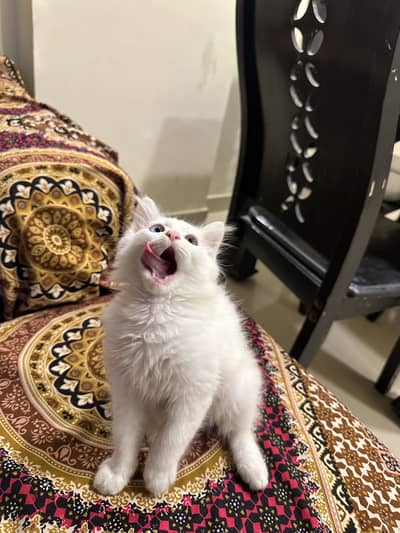 Persian cat kitten kittens