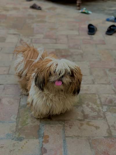 SHITZU PUPPY