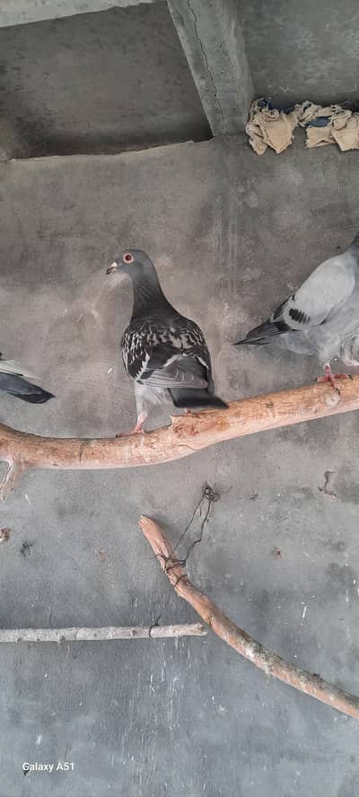 Qasid pigeons for sale