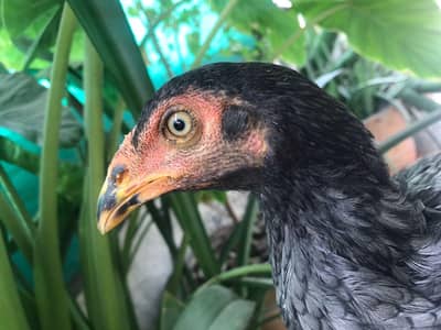 Sindhi Aseel salethi mushki murgi female ready to breed pathi