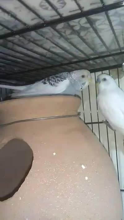 budgies under size split black face breeder pair for sale