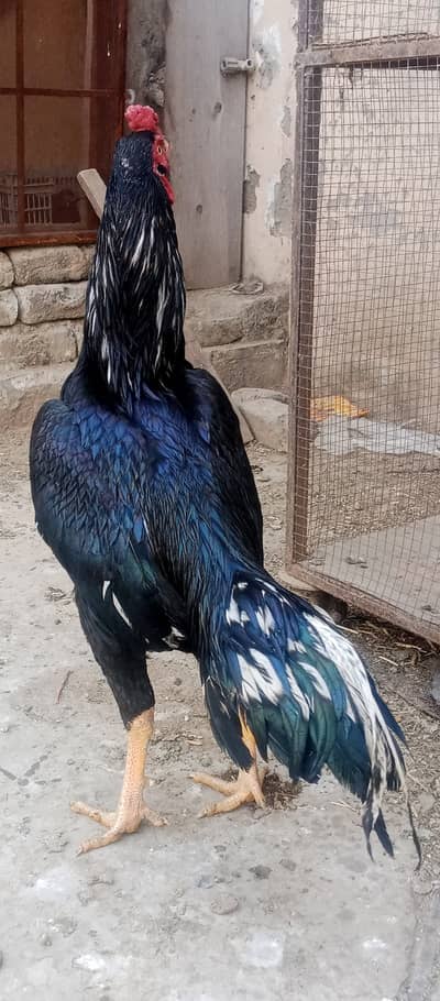 Home breed lassani patha 03315160250