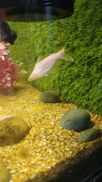 White line shark+black moor gold fish&Shabanking