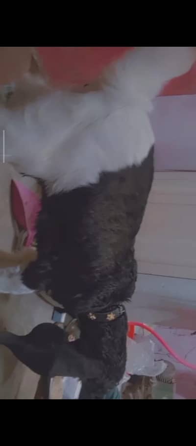 Breed: Bissar Ma Abluk