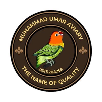 Beautiful budgies, lovebird and cage