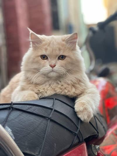 3 cote heir full brown