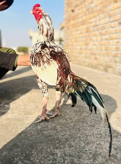 Aseel cheena murga for sale