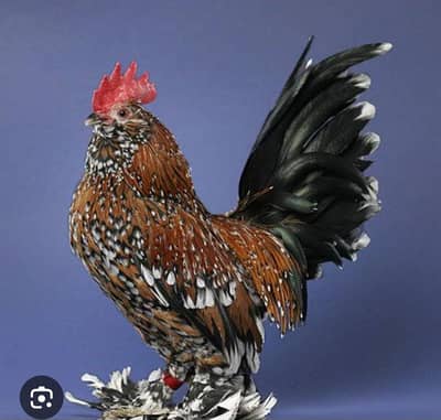 All fancy chick available in lahore