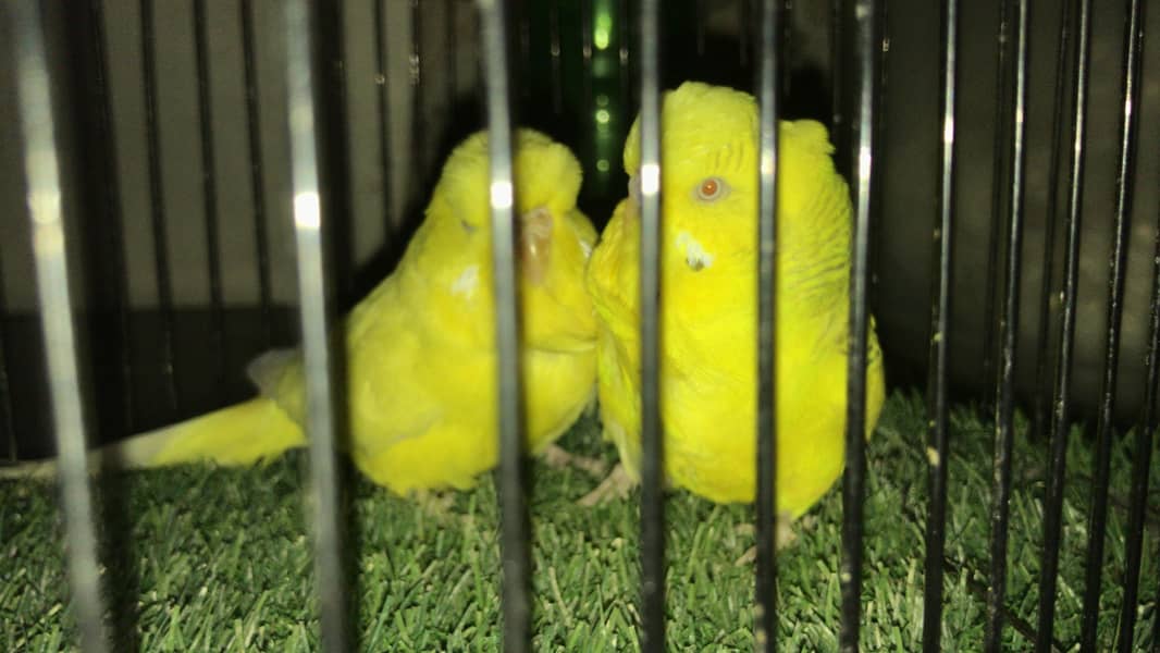 Hogoromo double flower, Fawn java, Boxes, Handi, Incubator, Brooder ...