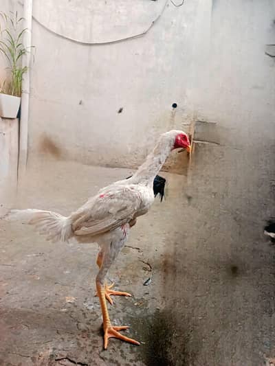 1st hera aseel _2nd panas pakoya cros ma _3rd pakoya