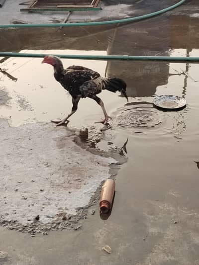 2 morgy or 2 morgiya