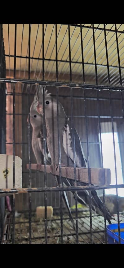 Grey Exhibition Cockatiels Young Birds