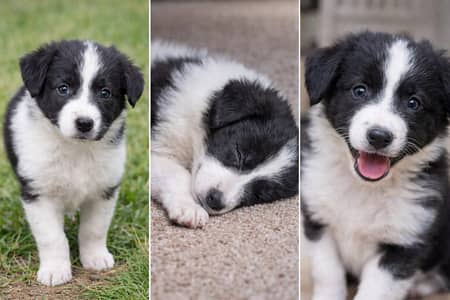 Breed border collie