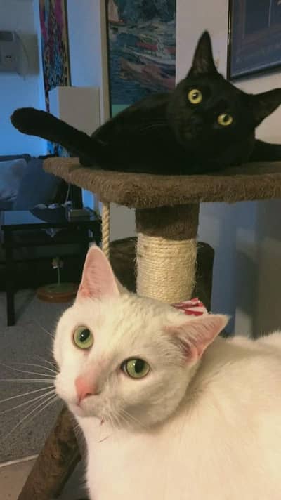 Persian cats for sale