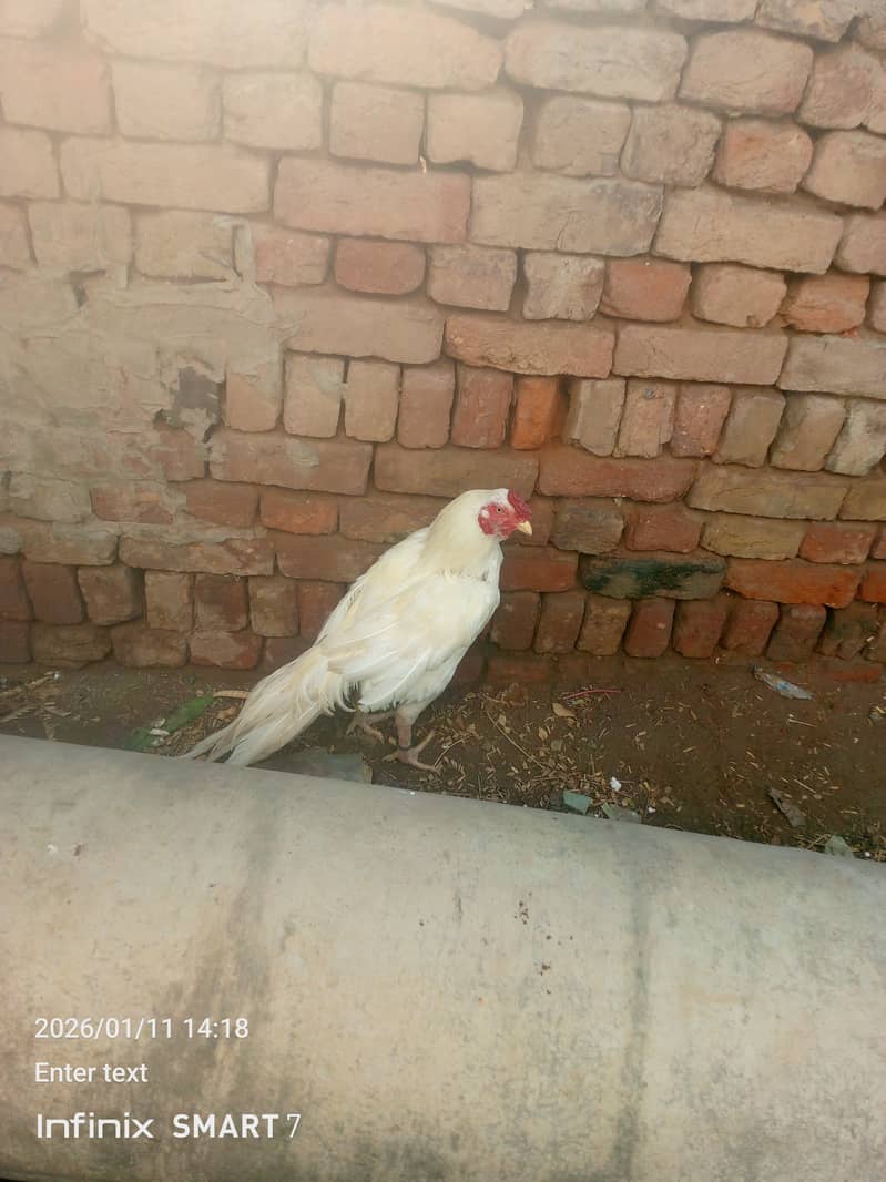 پیپر وائٹ اصیل ہیران 1