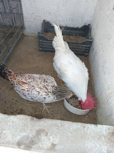 Aseel murghi. Farmi roaster and red eye lotino pair