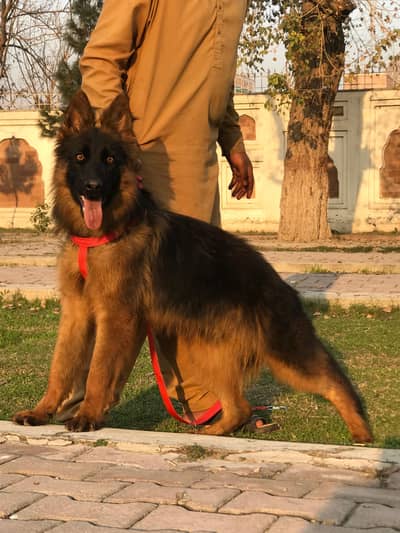 German Shepherd top quality imported bloodline male available