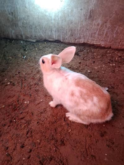 rabbit for seel male female
