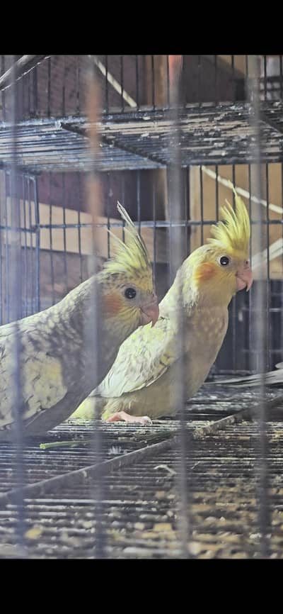Cockatiels pair young birds
