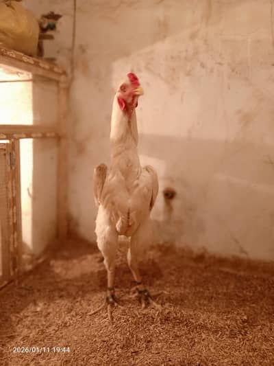 king O Shamo Breeder pair