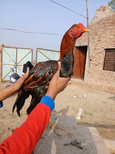 Aseel Murga,Murgi and Chicks Avalible with Different Prices